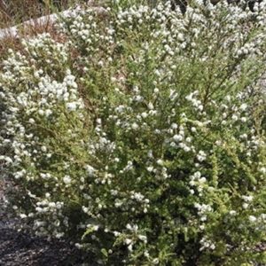 Kunzea Oil