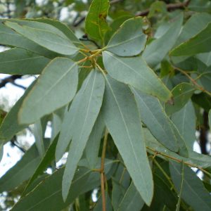 Eucalyptus Staigeriana Oil