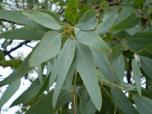 Eucalyptus Staigeriana Oil