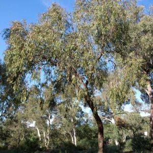 Eucalyptus Dives Oil