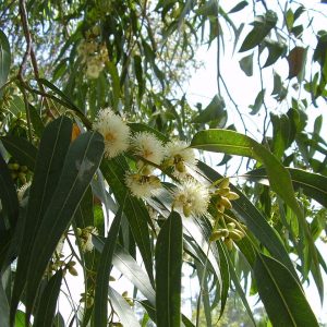 Eucalyptus Globulus Oil