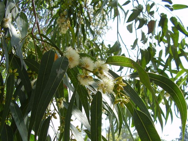 Eucalyptus Globulus Oil