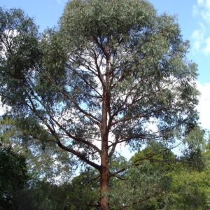 Eucalyptus Radiata Oil