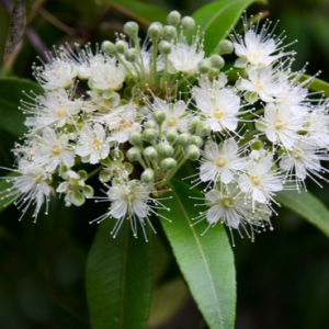 Lemon Myrtle Oil