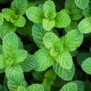 Peppermint Australian Oil