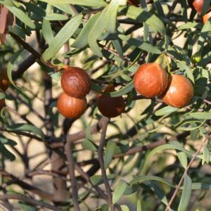 Sandalwood Nut - Fixed Oil