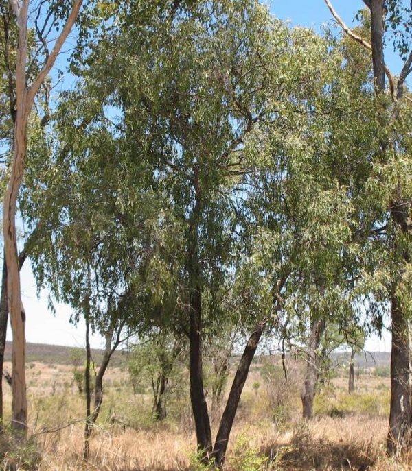 Sandalwood Northern Australian (Lanceolatum) Oil