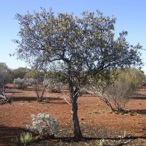 Sandalwood Western Australian (Spicatum) Oil