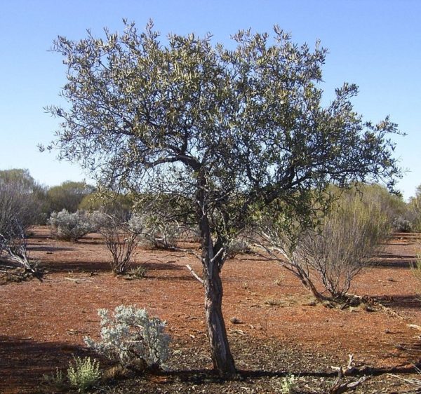 Sandalwood Western Australian (Spicatum) Oil