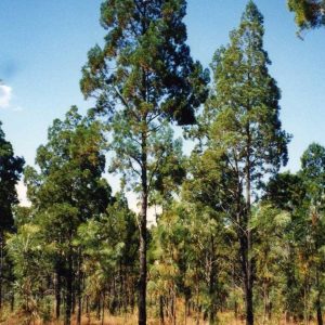 Blue Cypress Wood Oil