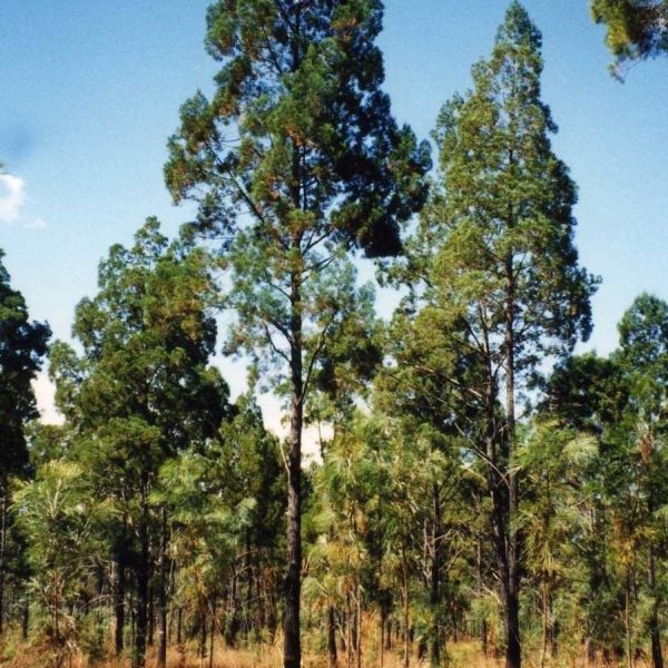 Blue Cypress Wood Oil