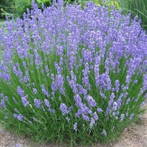 Lavender (Australian) Oil