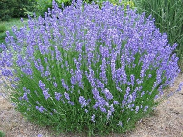 Lavender (Australian) Oil