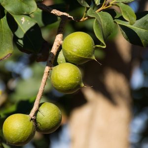 Macadamia Nut - Fixed Oil