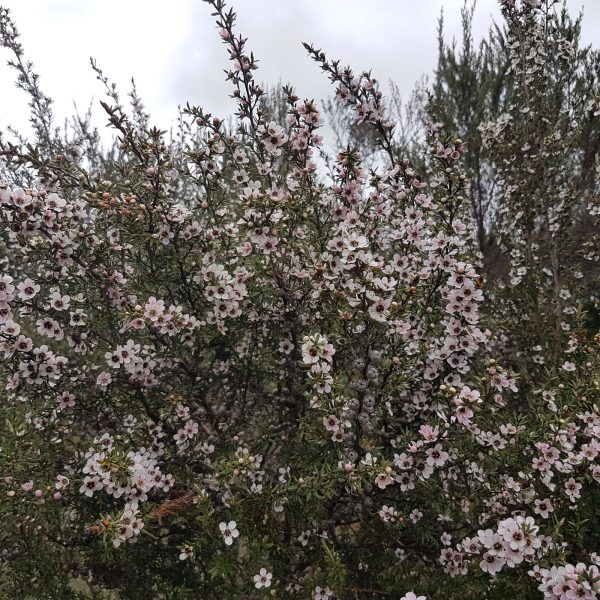 Manuka Oil