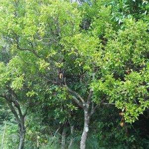 Sandalwood Pacific / Vanuatu (Austrocaledonicum) Oil