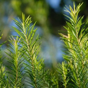 Tea Tree Oil