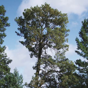 White Cypress Oil