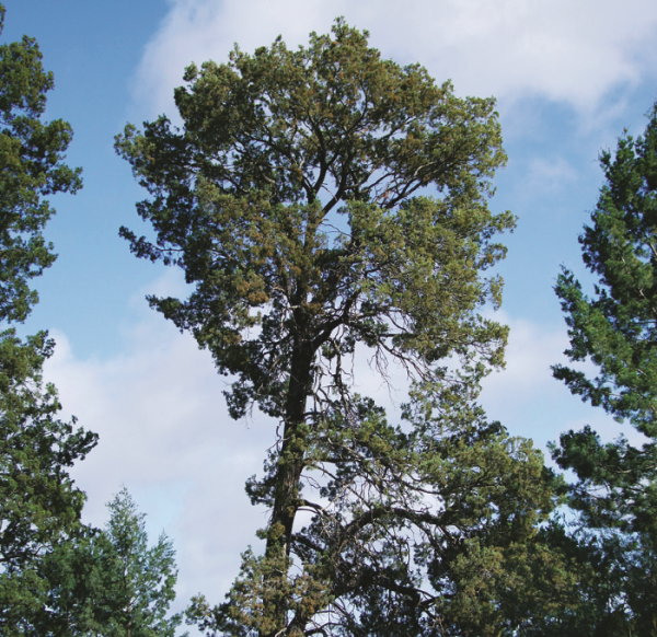 White Cypress Oil